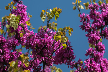 Flawless Cercis siliquastrum, commonly known as the Judas tree is a small deciduous tree. Blue sky Background. Selective Focus Purple Flower Branches.