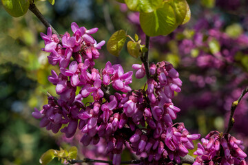 Obraz na płótnie Canvas Flawless Cercis siliquastrum, commonly known as the Judas tree is a small deciduous tree. Blue sky Background. Selective Focus Purple Flower Branches.