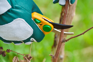 Spring pruning the bush. Hands of gardener in gloves with secateur