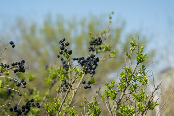 Common Pivet or Wild Pivet. Ligustrum vulgare. Selective Focus Berries.