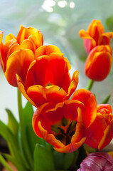 beautiful bouquet of tulips close-up. vertical photography