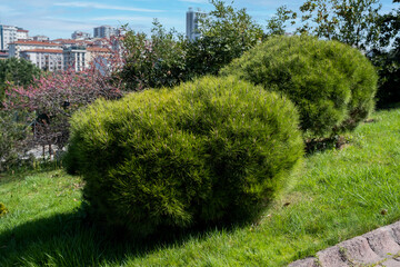 Pinus mugo Pumilio  is a small conifer forming a dense, spreading, cushion-shaped mound of finely textured, emerald green needles