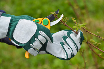 Spring pruning the bush. Hands of gardener in gloves with secateur
