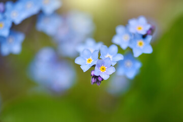 Beautiful forget-me-not blue wildflowers (Myosotis)  in the blurred background of green grass