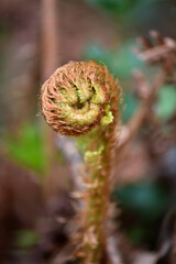 Young shoot of Common Male Fern, Dryopteris filix-mas