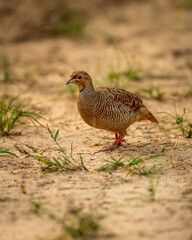 grey francolin or grey partridge or Francolinus pondicerianus closeup or portrait in forest or national park of india asia