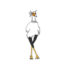 Sexy bird cartoon draw freehand on white background and clipping path