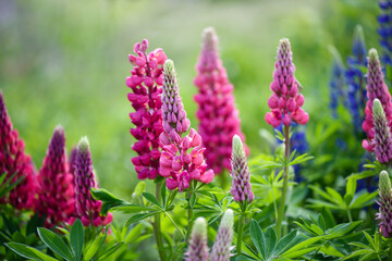 Lupinus, lupine field with pink, purple and blue flowers. Flower background.