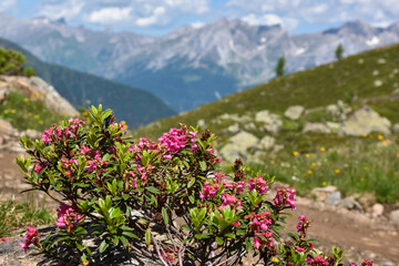 Obraz premium Blooming Alpine Rose (Rhododendron ferrugineum) in the background scenic mountain landscape. Austria. Europe