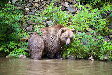 Young brown bear (Ursus arctos) in the summer forest. Animal in natural habitat.