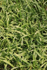 green grass background