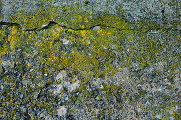 surface of an old wall covered with yellow moss and a crack