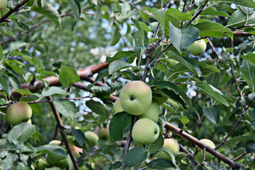 Green apples on a tree