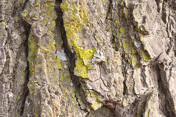 tree bark in autumn as seen from close-up
