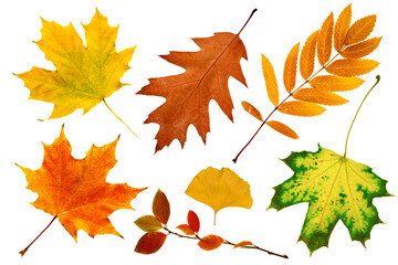 set or collection of colorful fallen autumn leaves isolated on white background, herbarium of...