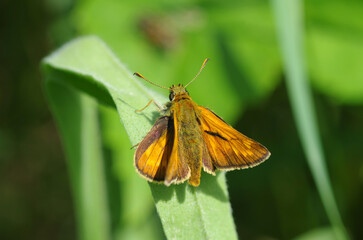 Yellow butterfly sitting on the grass