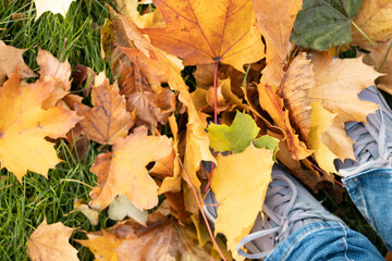 Gym shoes on a background of autumn maple leaves. Yellow maple leaves in autumn. Walk in the autumn park. Leaf fall in autumn.Top view. Copy space.