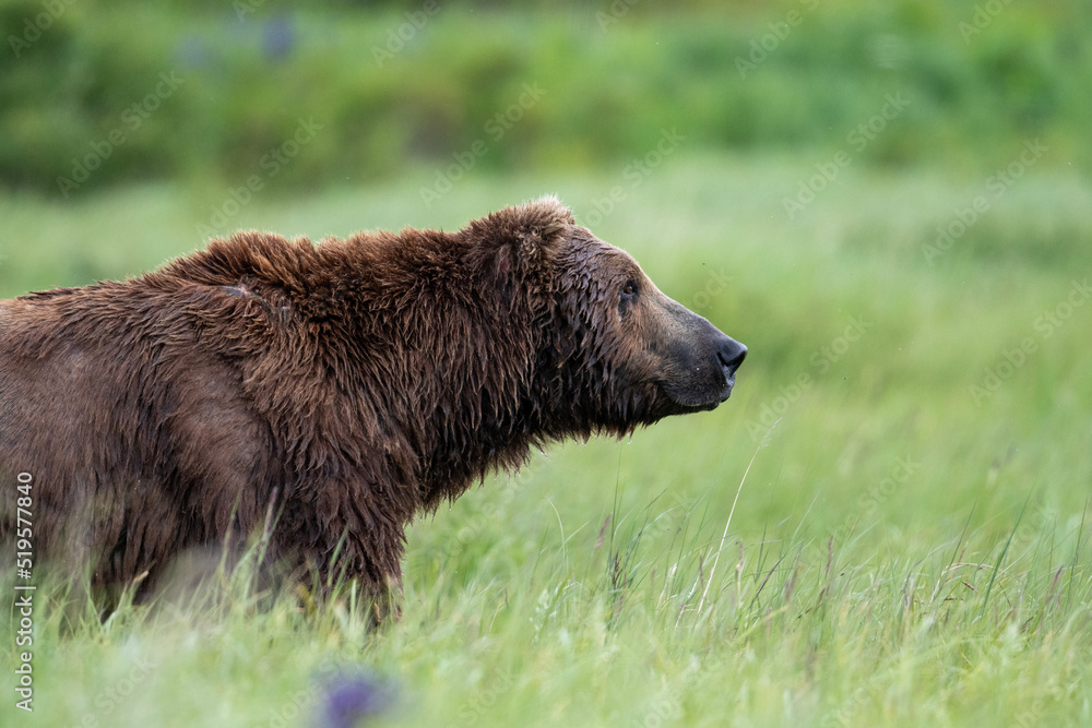 Poster alaskan brown bear feeding