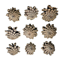 Isolated set of mature pine cones