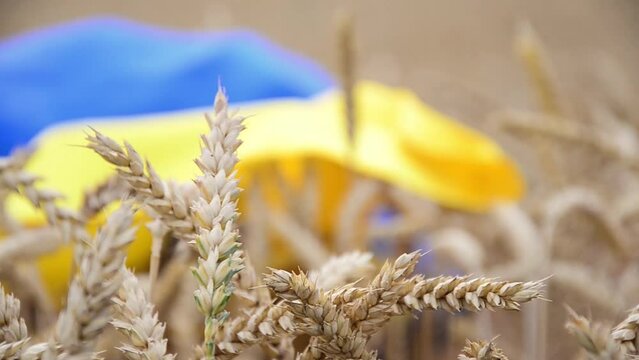 Ukrainian flag in a wheat field. Wheat field. Ear of wheat close-up. Wheat ears on the background of the Ukrainian flag. War in Ukraine. Problems with the export of Ukrainian grain.