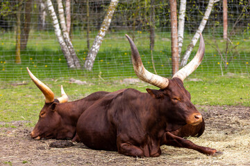 Watussi cattle resting on the paddocks. African farm animals. Photo taken on a sunny day, natural...