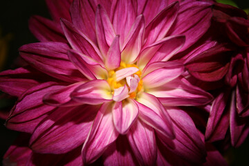 Blume