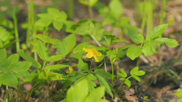 Small yellow flowers in the spring forest. Landscape flower in the forest. Static view.