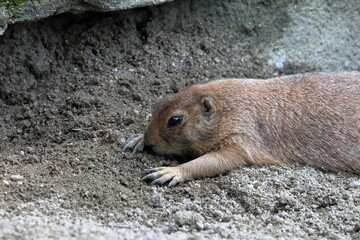 プレーリードッグ　暑さを凌ぐ