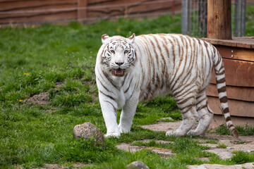 Fototapeta na wymiar A white, albino Bengal tiger walking down the runway at the zoo. Animals threatened with extinction. Photo taken in natural, soft light.