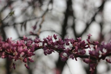 blossom in spring