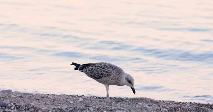 Bird seagull looking for food on seashore 4k movie slow motion