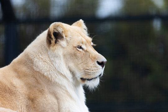 A white, albino lion resting  the at the zoo paddock. Animals threatened with extinction. Photo taken in natural, soft light.