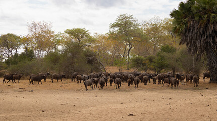 Fototapeta na wymiar Herd of African Buffalo or Cape Buffalo in protected natural habitat in an East African national park