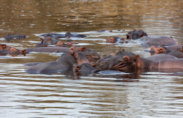 Fototapeta na wymiar Hippos in a water pool in protected natural habitat in an East Africa national park