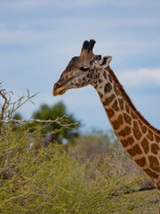 Giraffe close up in East African natural habitat national park area