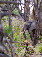 Single lone Elephant in protected natural bush land habitat in an East Africa national park