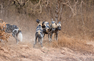 African wild dogs (painted wolf) in their natural habitat in southern Tanzania