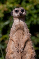 Erdmännchen