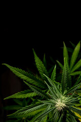 vertical marijuana background with black copy space above