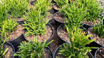 Natural Beautiful Fresh Colorful Succulent Cactus Plants for Interior or Exterior Home Garden Decoration Design purpose with Green Vegetation Farm Environment Background