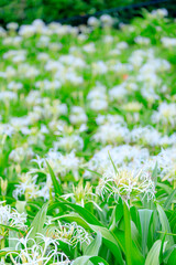 はまゆう　夏井ヶ浜　福岡県芦屋町　 Hamayu flower. Natsuigahama. Fukuoka-ken Asiya town.	
