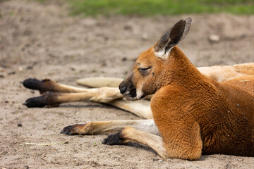 Red kangaroos are resting in the zoo's paddock. Photo taken at noon on a sunny day