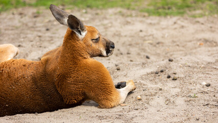 Red kangaroos are resting in the zoo's paddock. Photo taken at noon on a sunny day