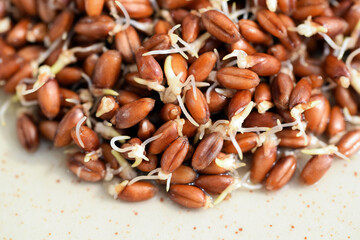Sprouted red wheat grains close up. Healthy eating concept