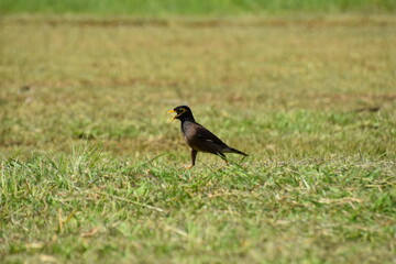 blackbird on the grass