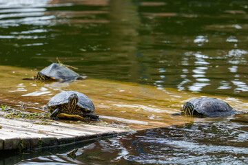 Turtles resting on the shore of the pond. The photo was taken on a cloudy day. Natural soft light.