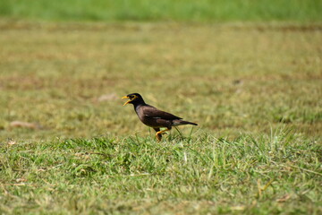 blackbird in the grass