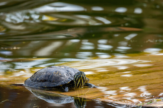 Turtles resting on the shore of the pond. The photo was taken on a cloudy day. Natural soft light.