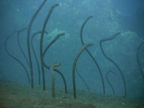 Field of brown garden eel (Heteroconger longissimus) close up