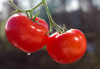 red tomatoes with drops on a dark background, copy space for text